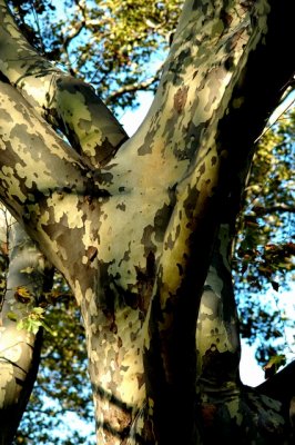 DSC_1536_edited-1.jpg