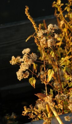 DSC_2552_edited-1.jpg