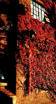 DSC_2573_edited-1.jpg