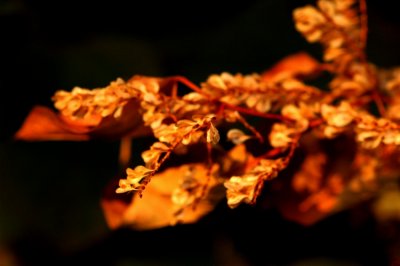 DSC_2654_edited-1.jpg