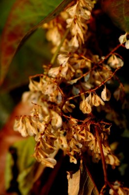DSC_2662_edited-1.jpg