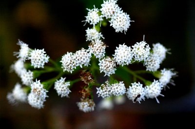 DSC_2637_edited-1.jpg