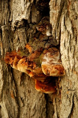 DSC_2137_edited-1.jpg