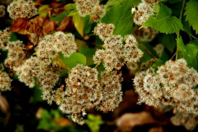 DSC_2234_edited-1.jpg
