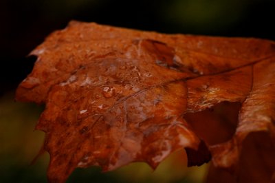 DSC_3130_edited-1.jpg
