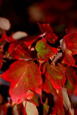DSC_3058_edited-1.jpg