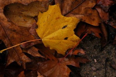 DSC_3158_edited-1.jpg