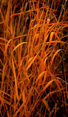 DSC_3010_edited-1.jpg