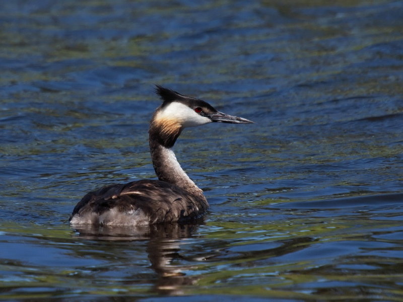 Greater Crested Grebe