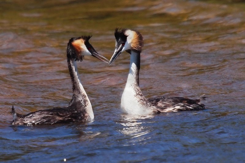 Greater Crested Grebs