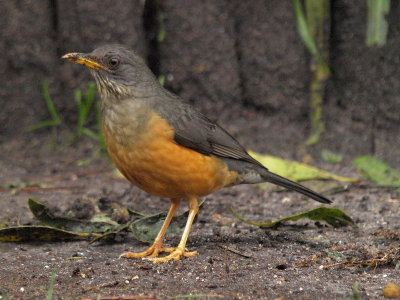 800thrush 4 1600 P9185408.jpg