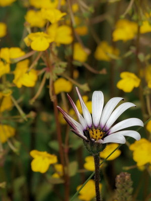 600flower26PA017046.jpg