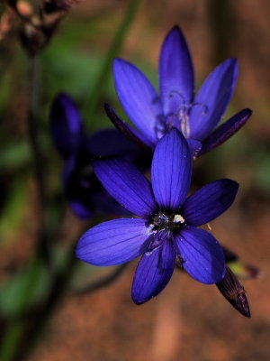 800flower23PA017037.jpg