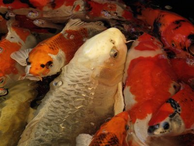 800koi3aPA045545.jpg
