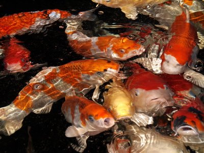 800koi4bPA045553.jpg