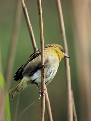 600cape canary 3a PA126185.jpg