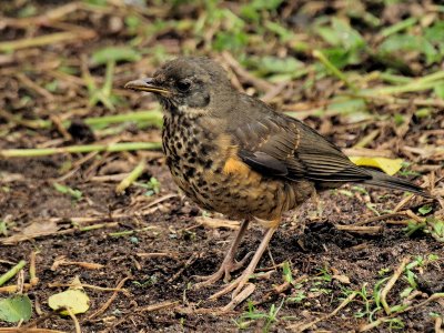 800 thrush 1 PA115941.jpg