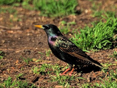 800starling 2a PA115986.jpg