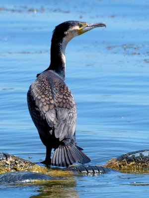 600cormorant3PA178094.jpg