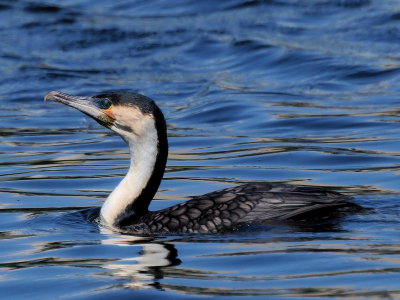 800cormorant6aPA288826.jpg