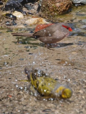 800waxbill2aPA288710.jpg