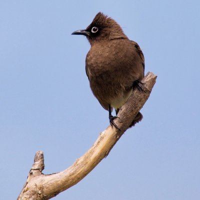 750bulbul1aPA299254.jpg