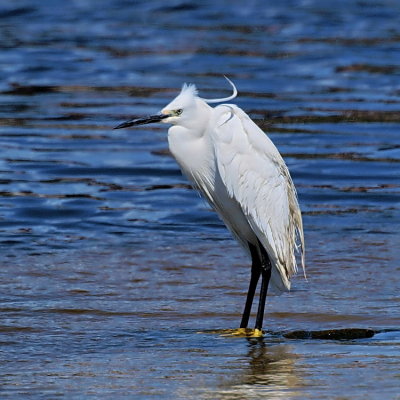 750egret2PA288769.jpg