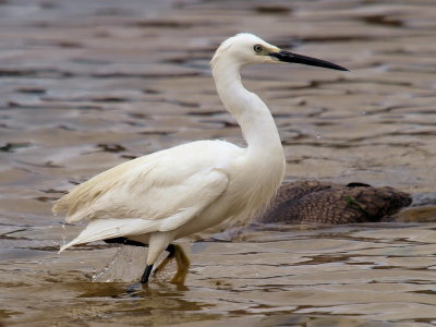 800egret34aPA299167.jpg