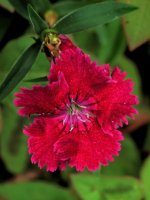 600redflower1PB027035.jpg
