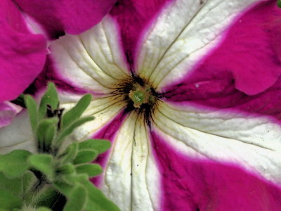 800pflowerPB027016.jpg