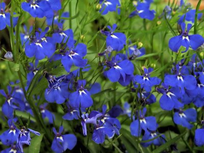 800wildflower2PB027051.jpg