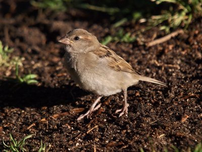 800sparrow2PB099764.jpg