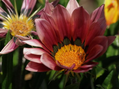 800daisy8aPB167512.jpg