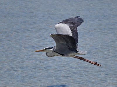 800heron33PB240560.jpg