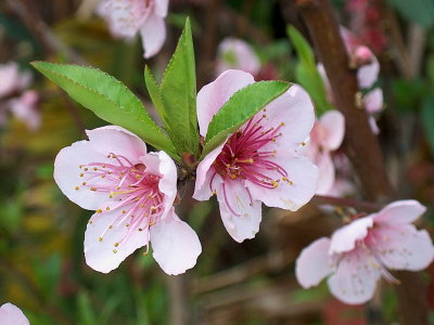 800peach blosom2IM000335.jpg