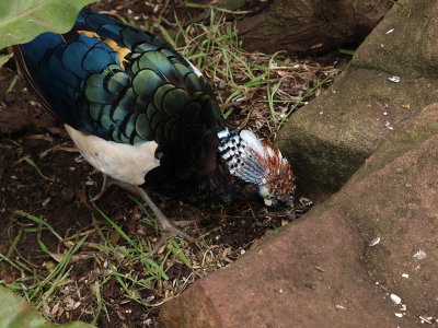 800bird1PC142627.jpg
