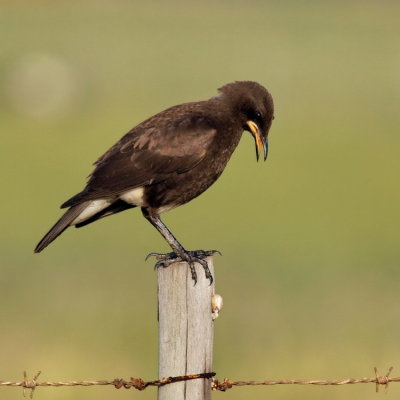 750starling3P1080934.jpg