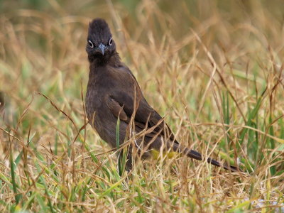 800bulbul17P1091212.jpg