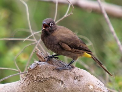 800bulbul18P1091218.jpg