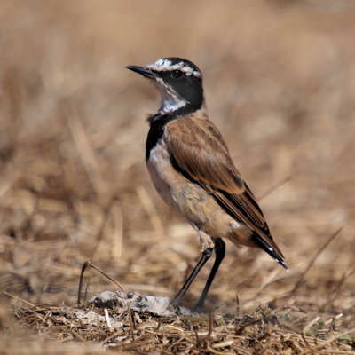 750bird1aP1302039.jpg