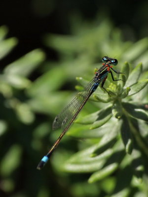 600damsel10bP2270092.jpg