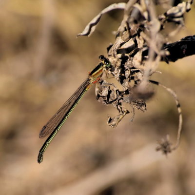 750danswl25bP2270165.jpg
