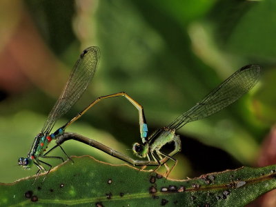 800damsel2eP2270024.jpg