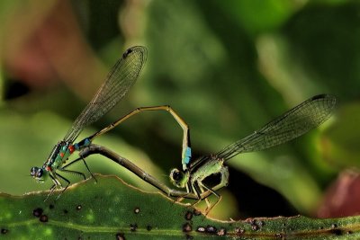 800damsel2hP2270024.jpg