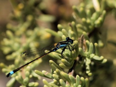 800damsel5P2270037.jpg