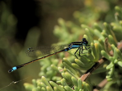 800damsel6cP2270041.jpg