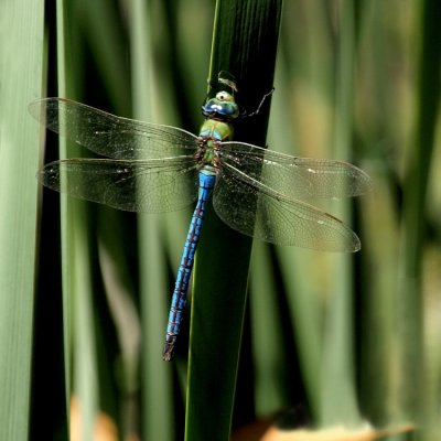 750bluedragon2P2270154.jpg