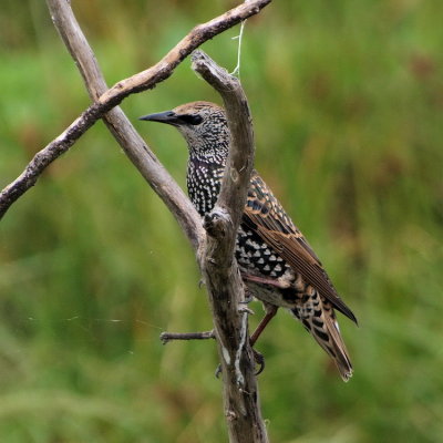 750starling2P3274381.jpg