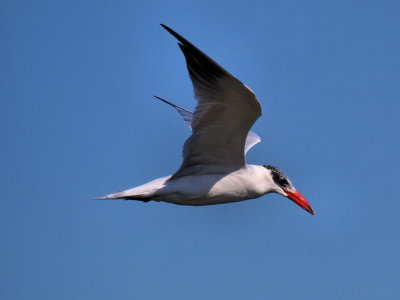 800tern6aP5125729.jpg