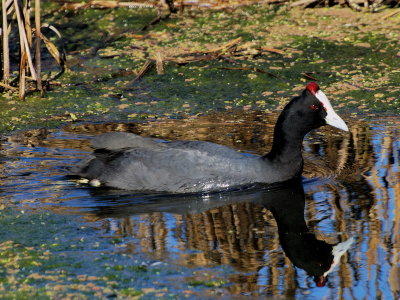 800coot4aP6302137.jpg